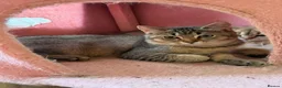 British Longhair cats for sale: Beautiful British Shorthair Tabby Kitten - Advert 1