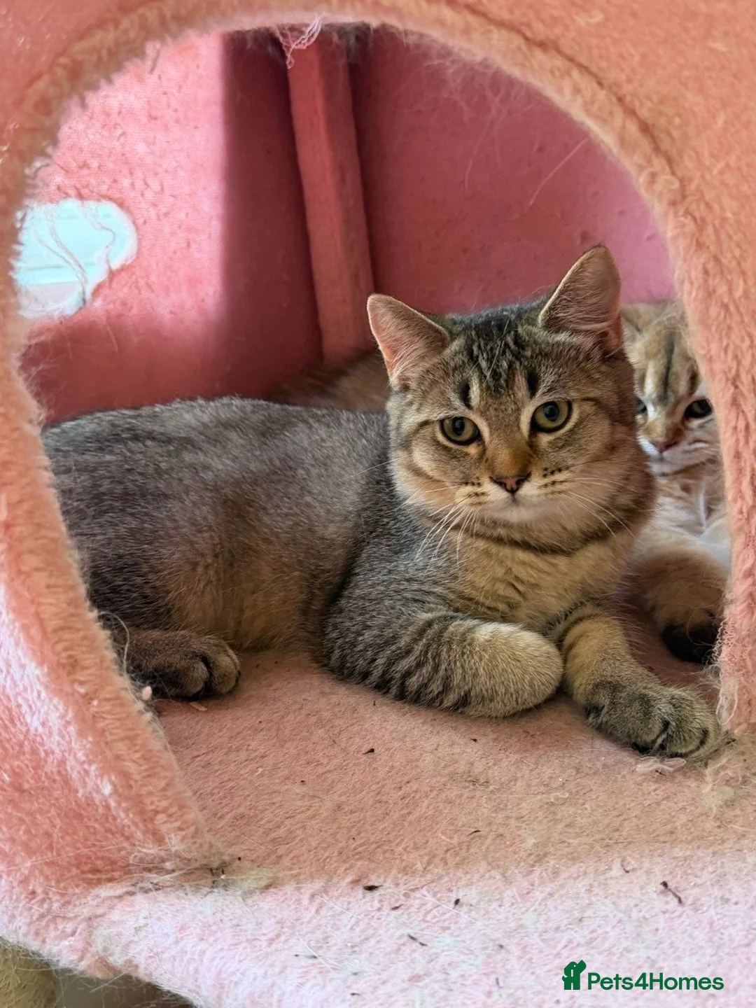 British Longhair cats for sale: Beautiful British Shorthair Tabby Kitten - Advert 1