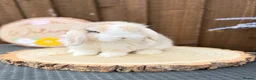 Mini Lop rabbits for sale: MINI LOPS | PEDIGREE  - Advert 37