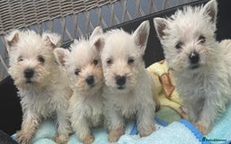 West Highland Terrier dogs for sale: West highland terrier  - Image 1