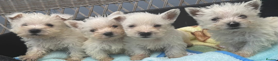 West Highland Terrier Puppy 2