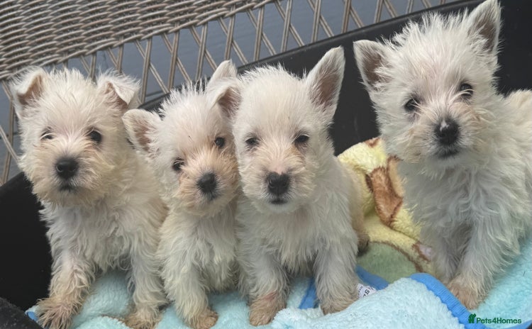 West Highland Terrier dogs - Advert 2