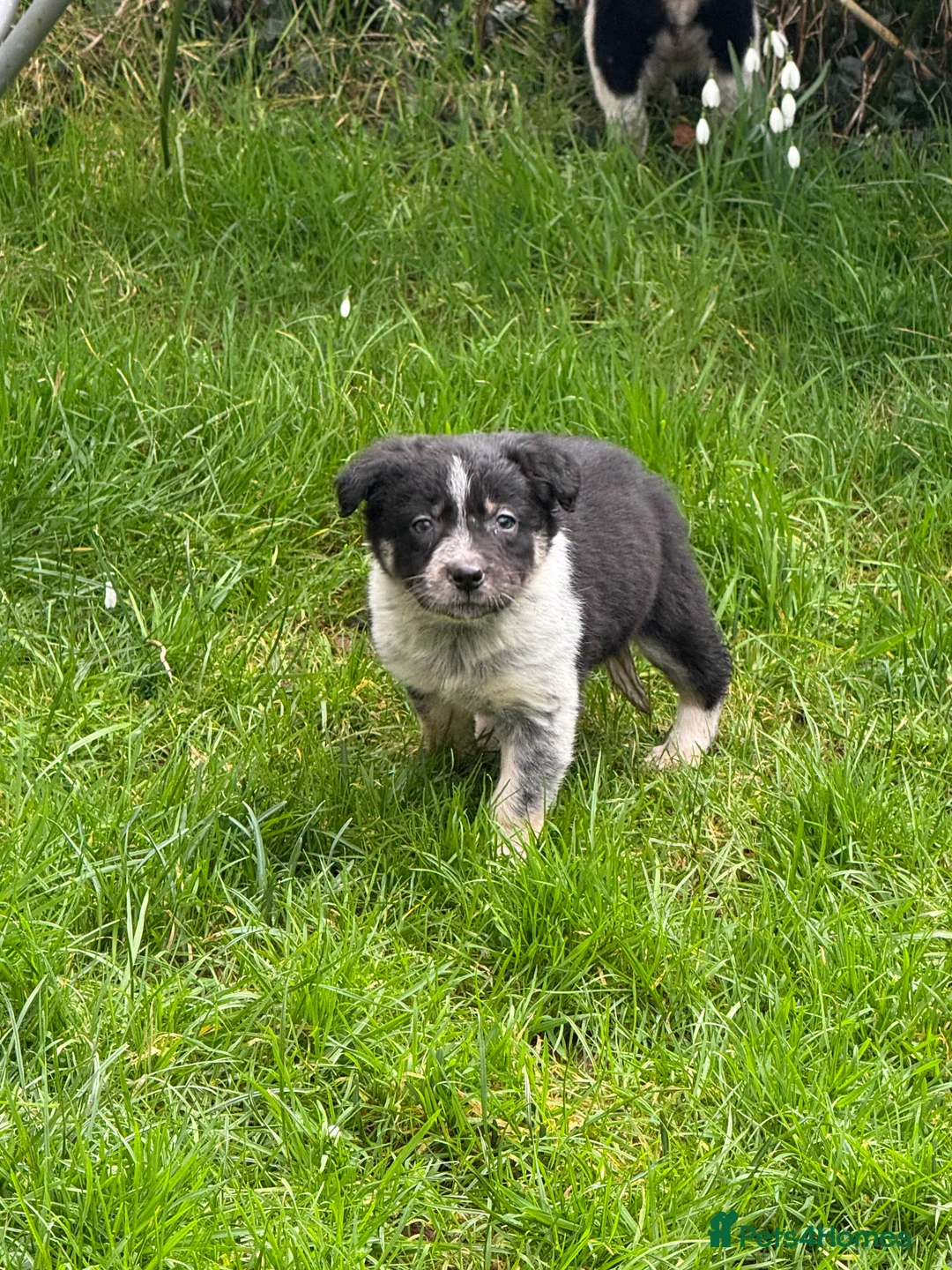 Border Collie dogs for sale: Border collie pups ready from 20th February  - Advert 8