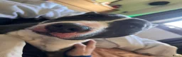 Mixed Breed dogs for sale: Rocky  - Advert 3