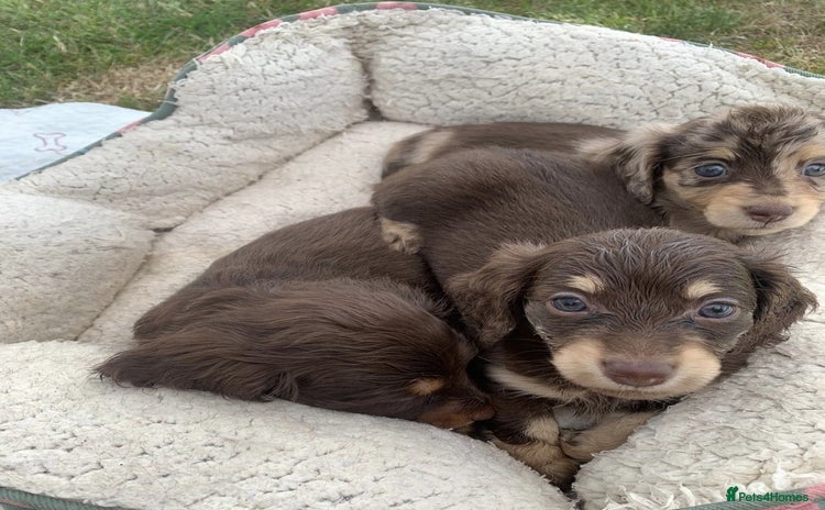 Miniature Dachshund dogs - Advert 2