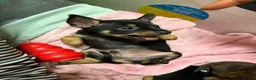 Miniature Pinscher dogs for sale: Lovely Miniature Pinscher pups - Advert 1