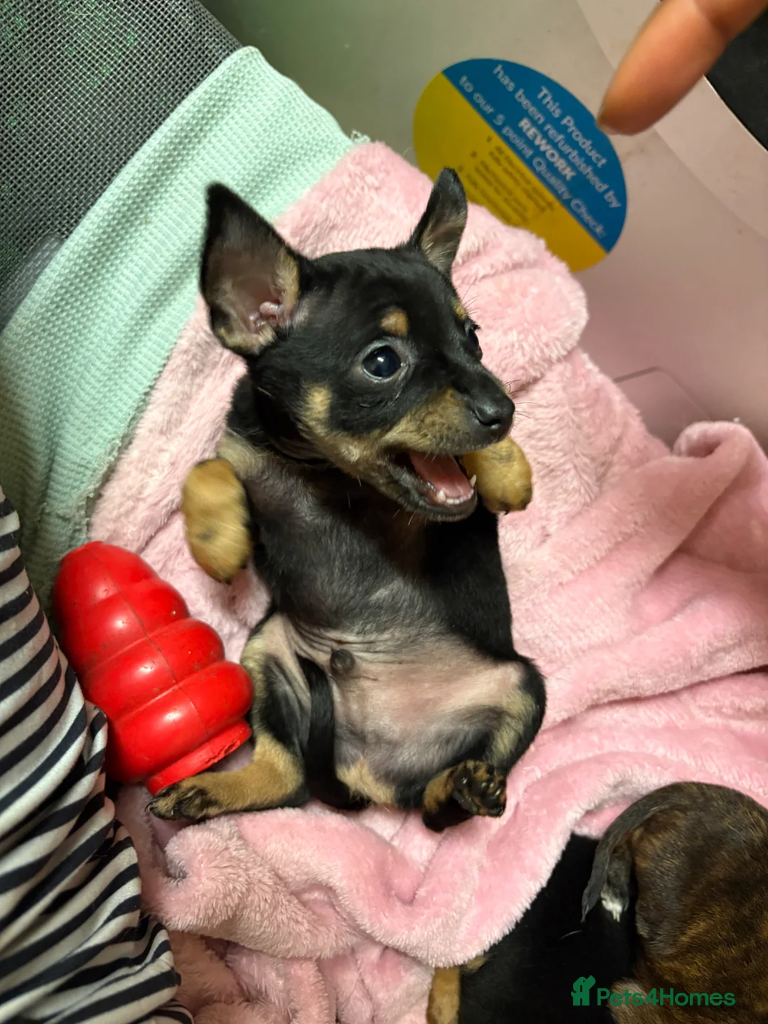 Miniature Pinscher dogs for sale: Lovely Miniature Pinscher pups - Advert 1