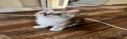Maine Coon cats for sale: Last available kitten  - Advert 5