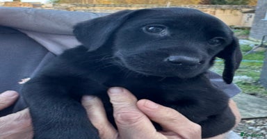 Labrador Retriever dogs Labrador pups - Advert 6