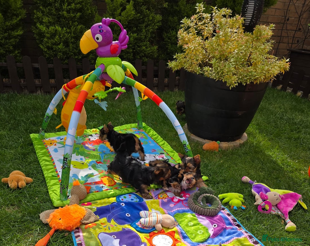 Yorkshire Terrier dogs for sale: Miniature Yorkshire Terrier Puppies - Image 1