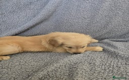 Golden Retriever dogs for sale: Beautiful golden retriever puppies for sale.  - Image 8