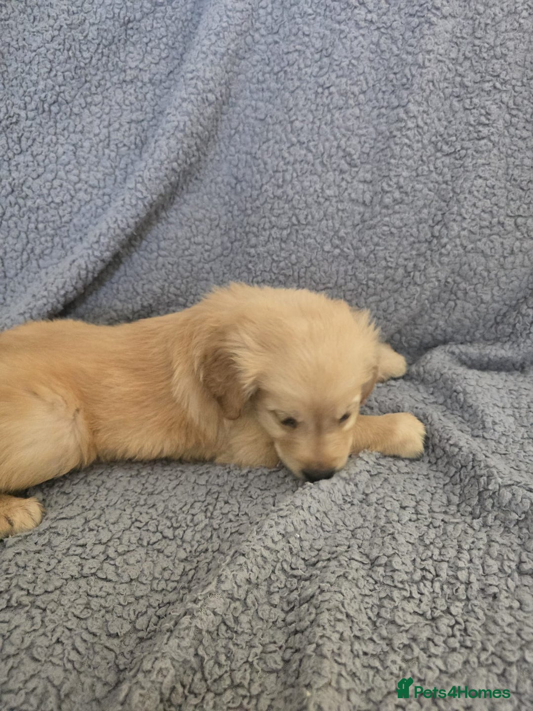 Golden Retriever dogs for sale: Beautiful golden retriever puppies for sale.  - Image 8