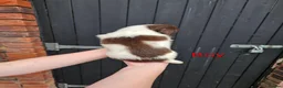 English Springer Spaniel dogs for sale: English Springer Spanel (KC Reg, Vet tail dock)  - Advert 22