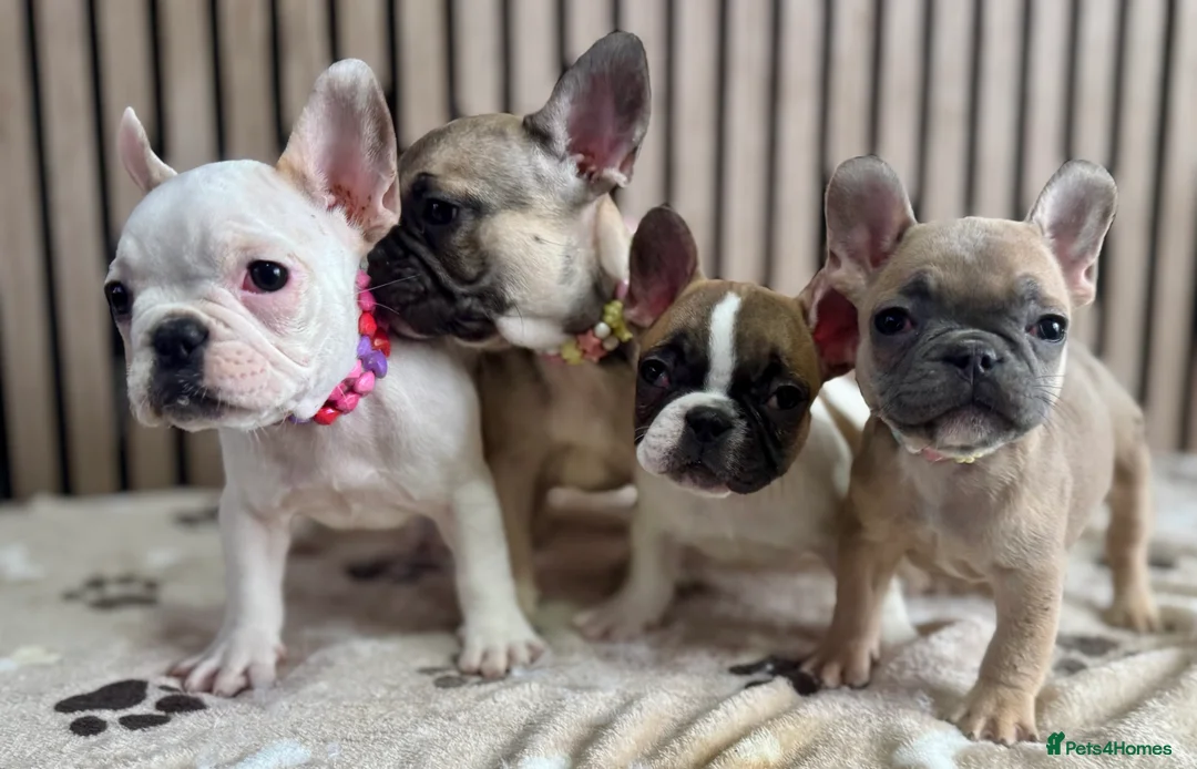 French Bulldog dogs for sale: KC REGISTERED FRENCH BULLDOG 🐶 - Advert 18
