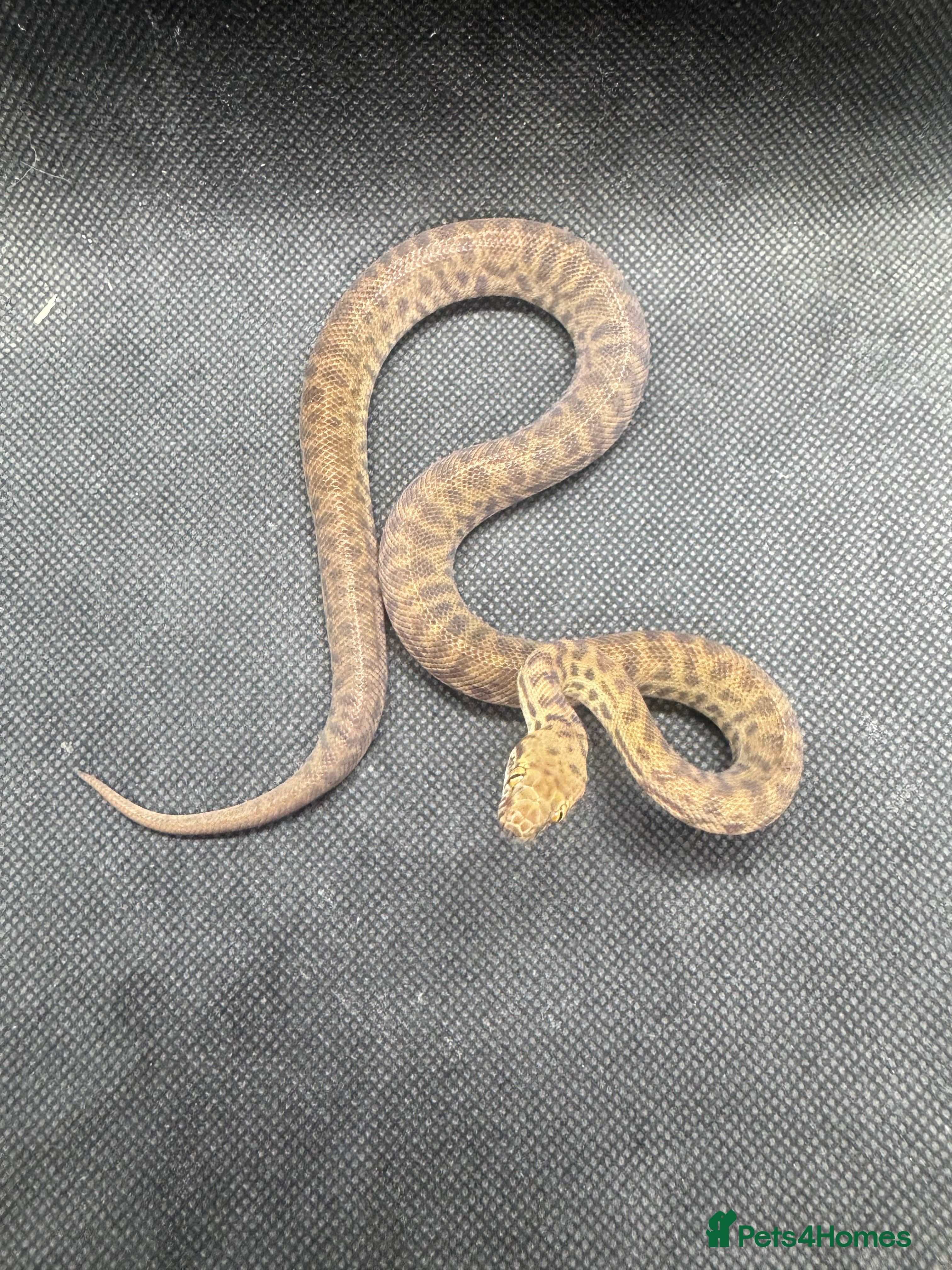 Python Snake reptiles  Children’s pythons hatchlings 50%het t+.         - Advert 22