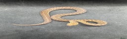Python Snake reptiles for sale:  Children’s pythons hatchlings 50%het t+.         - Advert 1