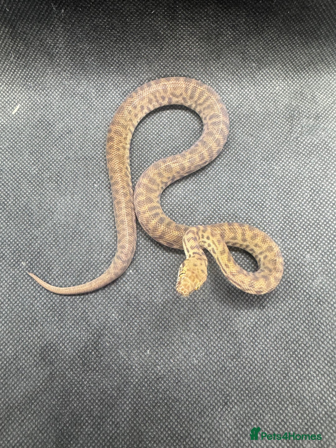 Python Snake reptiles for sale:  Children’s pythons hatchlings 50%het t+.         - Advert 1