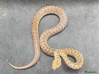 Python Snake reptiles - Advert 7