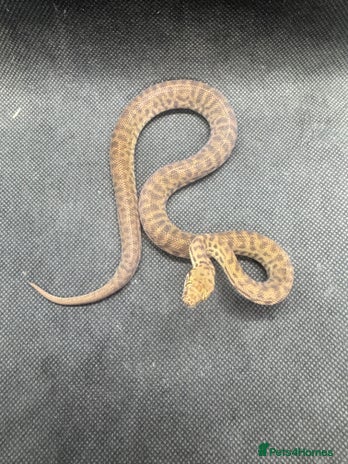 Python Snake reptiles - Advert 9