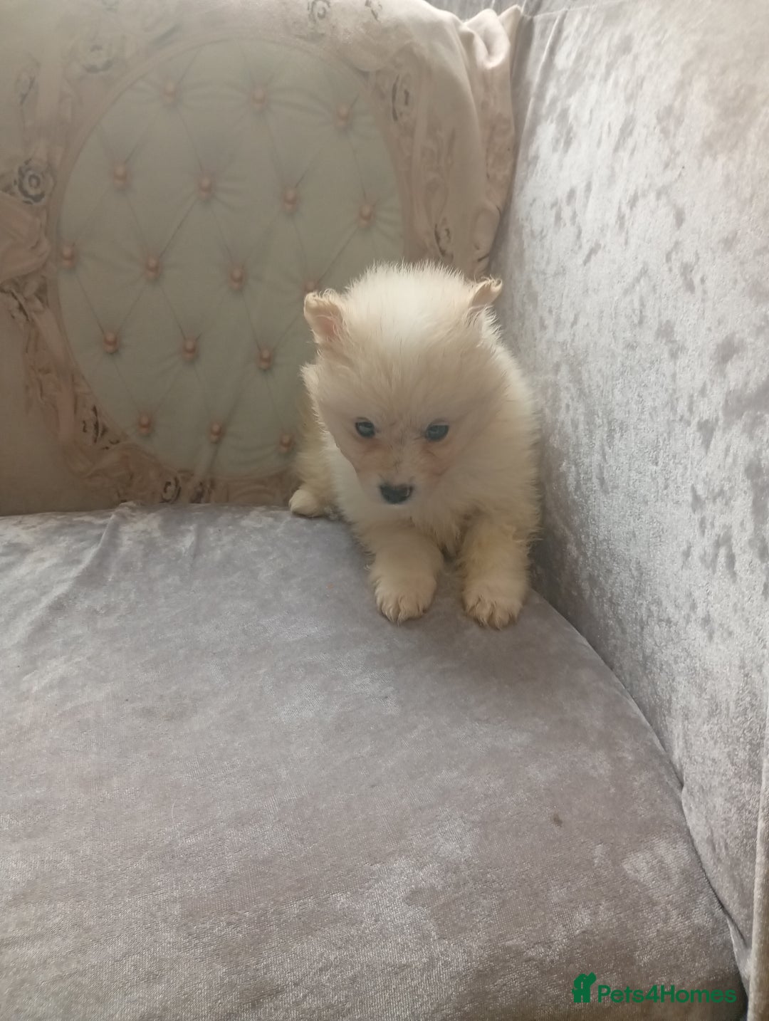 Pomeranian dogs for sale: Pomeranian puppies - Image 8