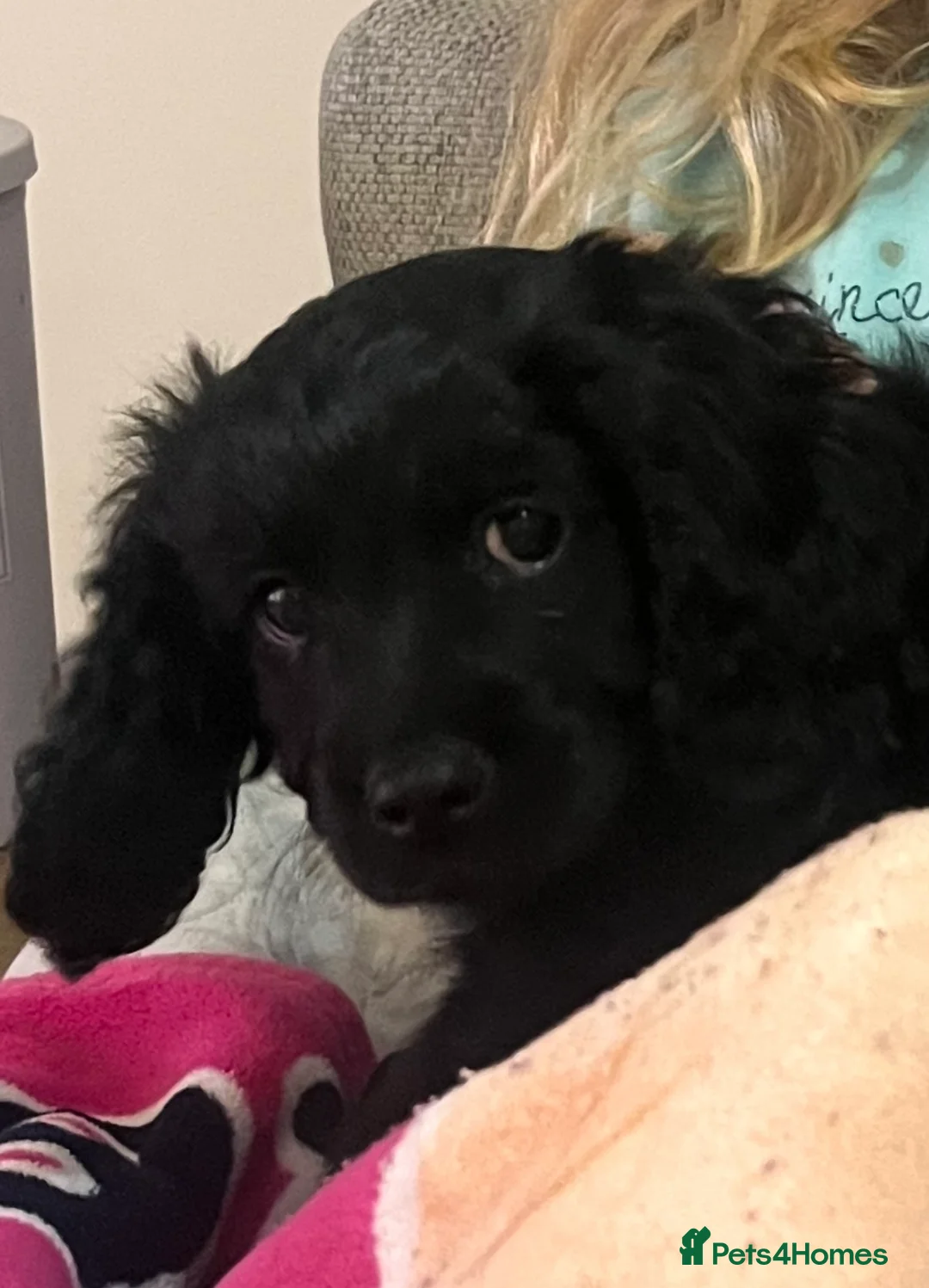 Mixed Breed dogs for sale: Gorgeous cavapoo puppy  - Advert 3