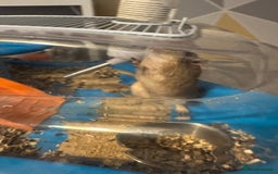 Gerbil rodents for sale: 2x FREE gerbils with cages - Image 3
