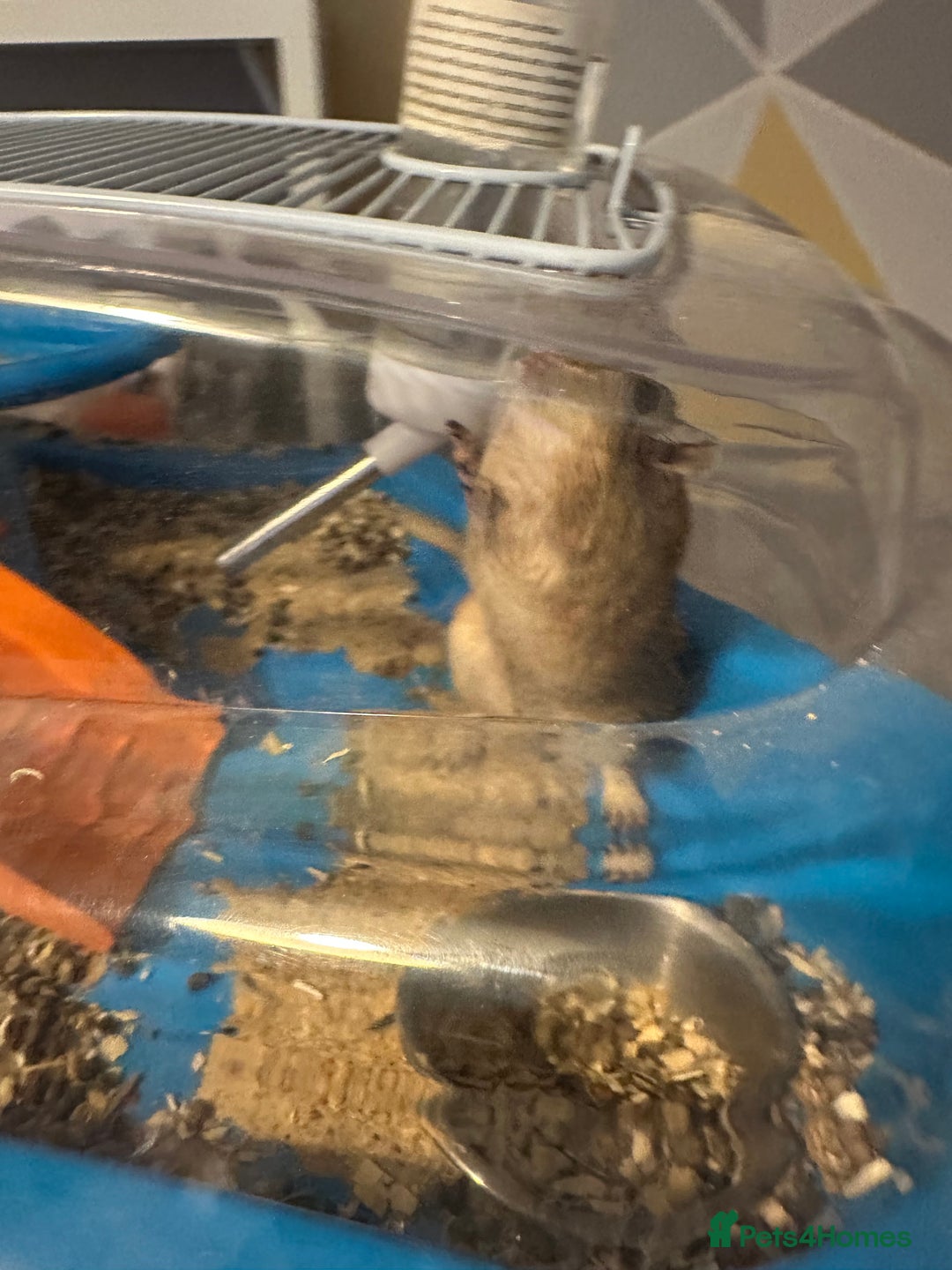 Gerbil rodents for sale: 2x FREE gerbils with cages - Image 3