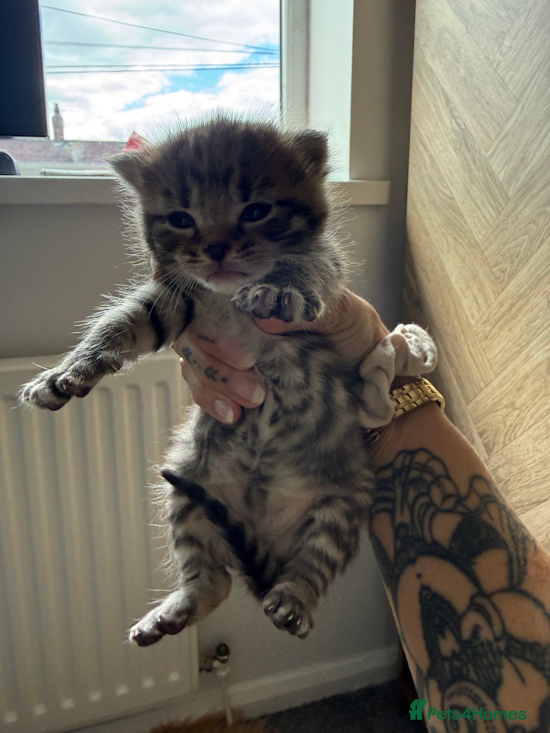 Brazilian Shorthair cats for sale: Gorgeous Brazilian short hair kittens - Image 11