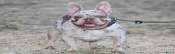 French Bulldog dogs for stud: Isabella & tan merle - Advert 1