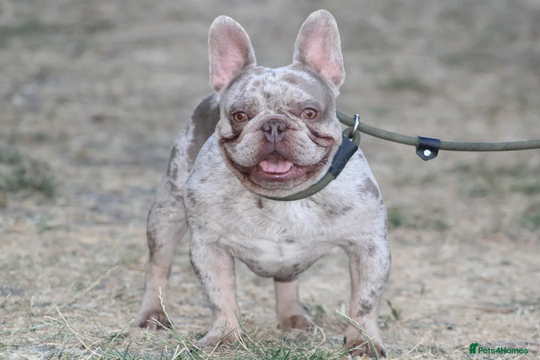French Bulldog dogs for stud: Isabella & tan merle - Advert 1