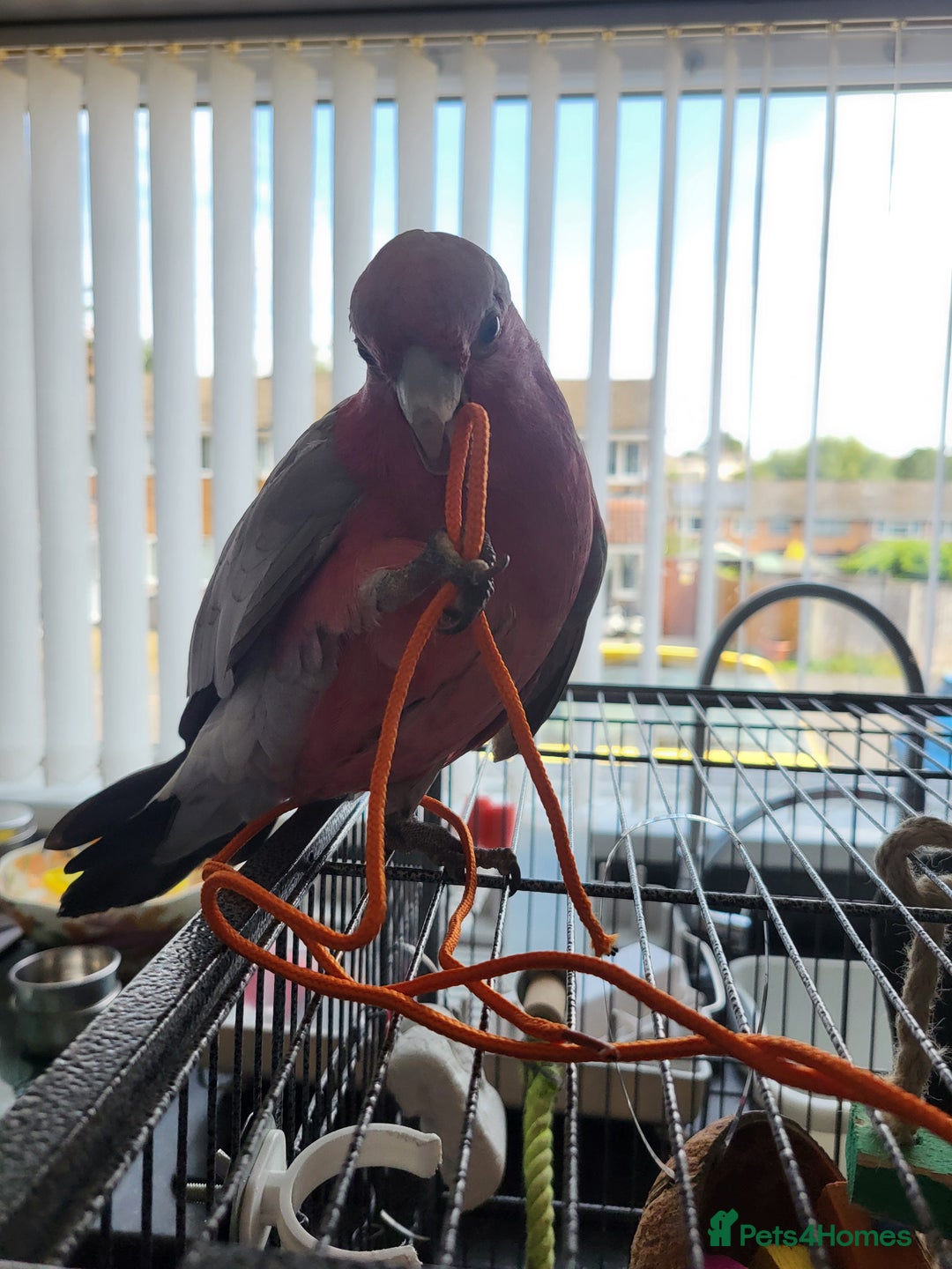 Cockatoo birds for sale: Australian galah cockatoo 13 months old  - Image 5