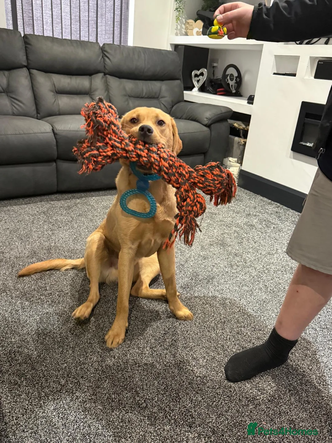 Labrador Retriever dogs for sale: Teddie in Coventry - Advert 4