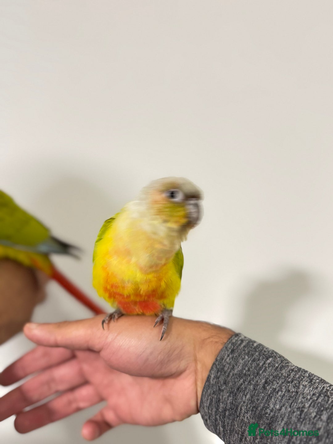 Budgerigars birds for sale: Two Baby handreared super tame conures  EACH - Image 10