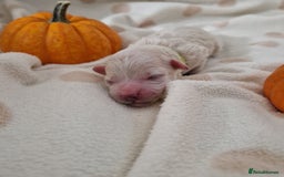Maltipoo dogs for sale: 🐾✨️Beautiful Maltipoo Pups ready in December!🐾✨️ - Image 11