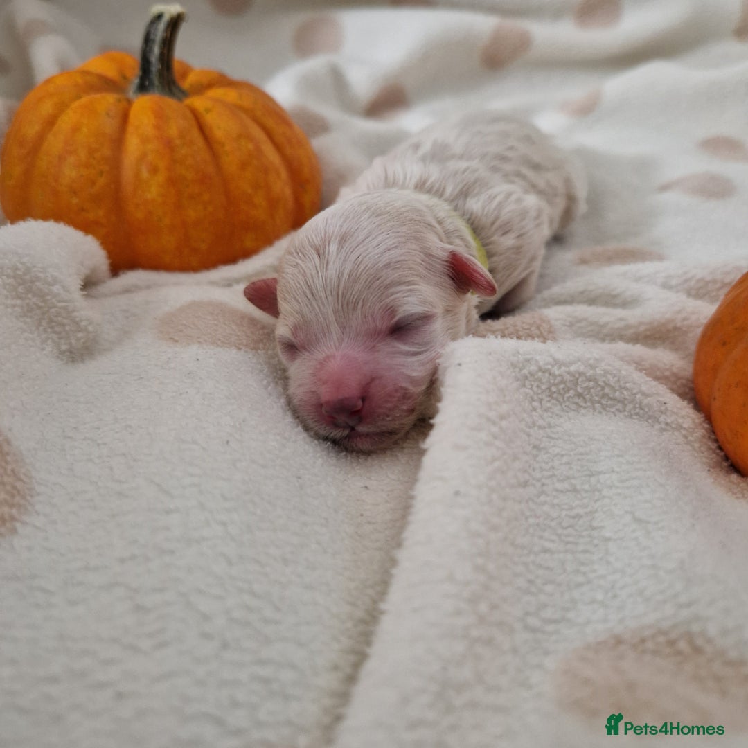 Maltipoo dogs for sale: 🐾✨️Beautiful Maltipoo Pups ready in December!🐾✨️ - Image 11