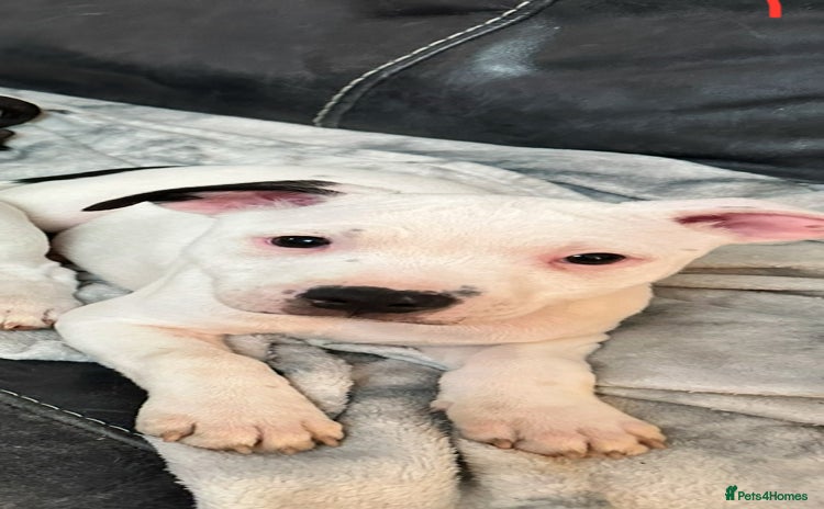 Staffordshire Bull Terrier dogs - Advert 2