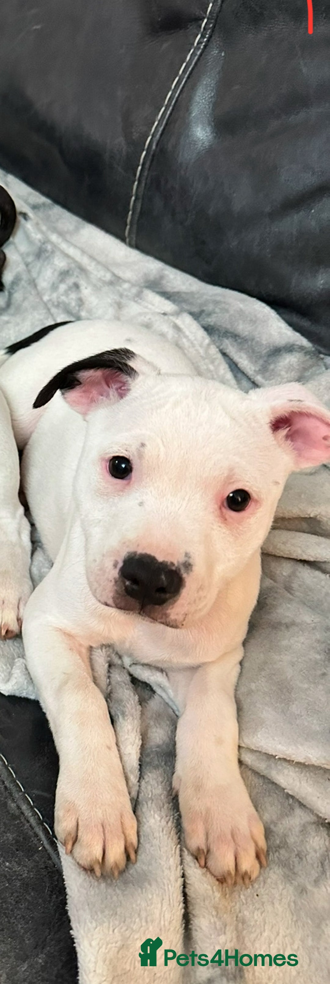Staffordshire Bull Terrier dogs for sale: Beautiful Nearly 2 year old staff  - Image 1