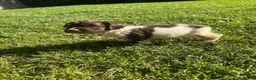 English Springer Spaniel dogs for sale: Springer Spaniel Puppies  - Advert 26