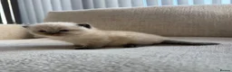 Ragdoll cats for sale: Ragdoll kittens - Advert 9