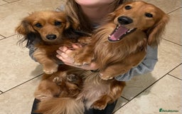 Dachshund dogs for stud: Gorgeous Boy Available as a Stud Dog - Image 10