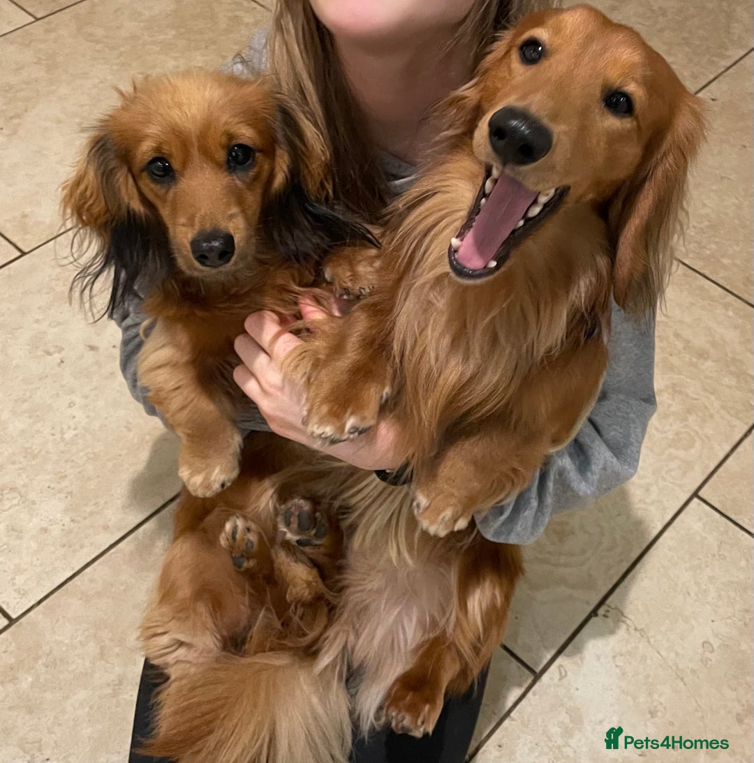 Dachshund dogs for stud: Gorgeous Boy Available as a Stud Dog - Image 10