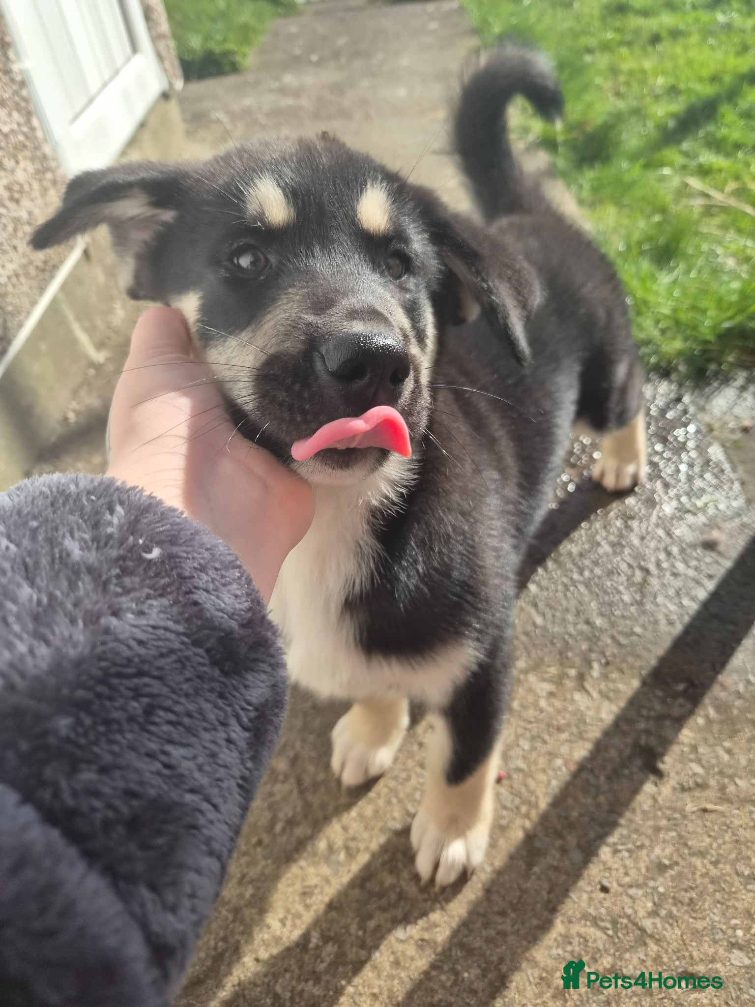 Huskita dogs Last pup of the litter Huskita - Advert 1