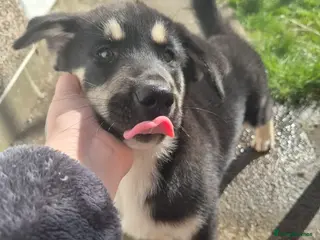 Huskita dogs Last pup of the litter Huskita - Advert 1