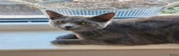 British Shorthair cats for sale: 10 Month Old Grey Striped British Shorthair Blue in Leeds - Advert 3