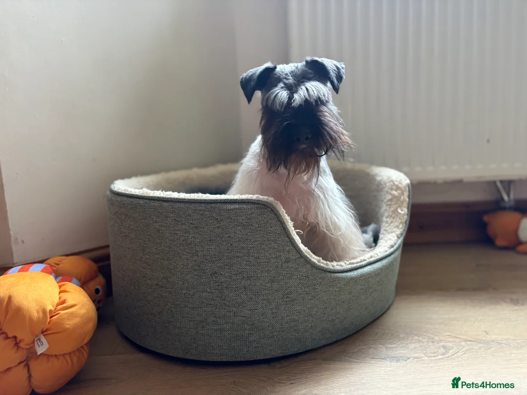 Miniature Schnauzer dogs for sale: KC black and white miniature schnauzer male - Advert 2