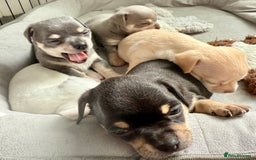 Chihuahua dogs for sale: 5 gorgeous chihuahua pups - viewings start 23/08 - Image 11