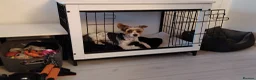 Biewer Terrier dogs for sale: Lovely biewer terrier  - Advert 2