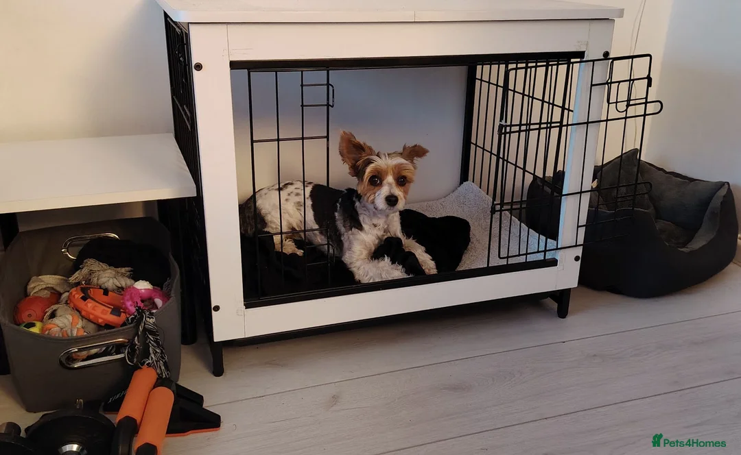 Biewer Terrier dogs for sale: Lovely biewer terrier  - Advert 2