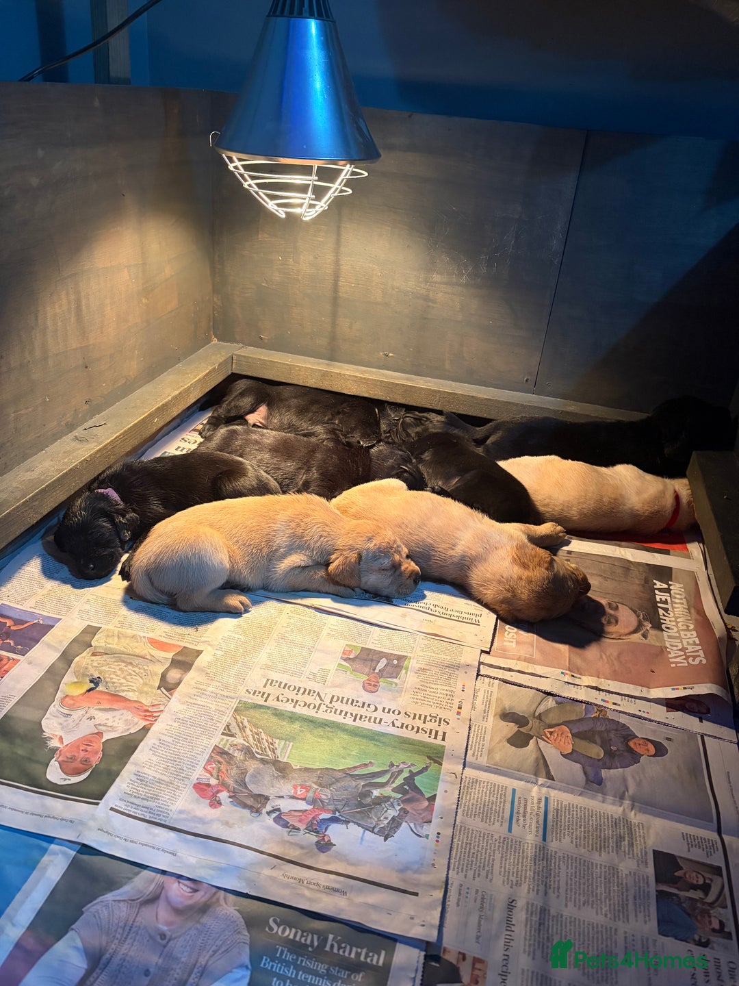 Labrador Retriever dogs for sale: KC labrador retriever puppies - Advert 2