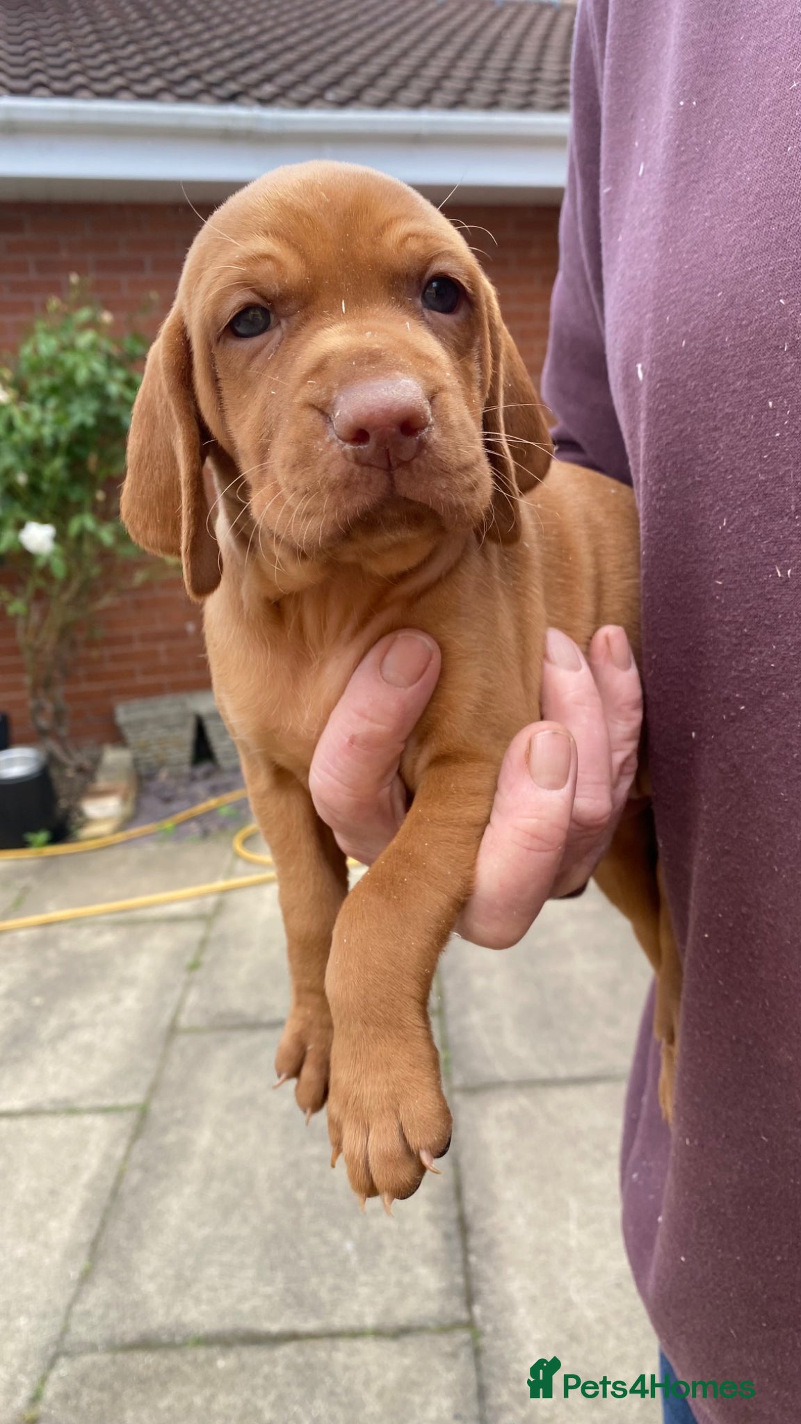 Hungarian Vizsla dogs KC Reg HV Pups, COI 1.3% ,Hip Scored For Sale - Advert 2